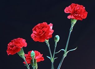 carnations