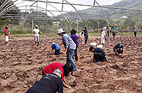 ASL and AYC planting vegetable seedlings