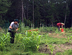 volunteers working in AQRT garden