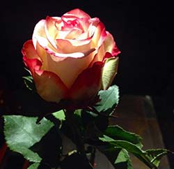 rose