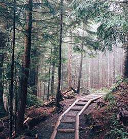 forest path